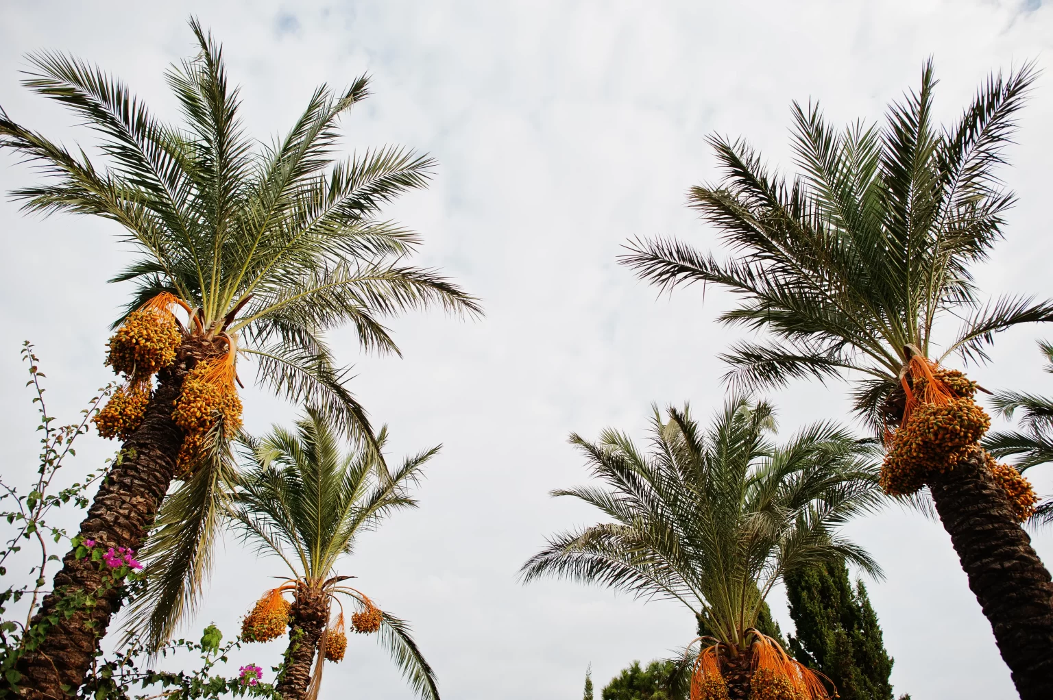 Exportations de dattes tunisiennes : Hausse spectaculaire de 23,4% des recettes