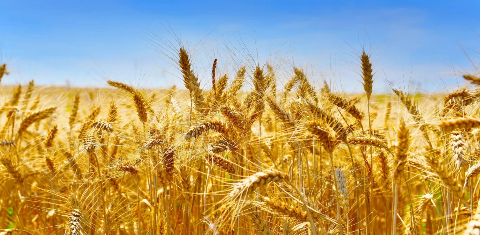 Tunisie : Encore un appel d’offre ; 100 000 Tonnes de Blé Dur à vendre Tunisie : Encore un appel d’offre ; 100 000 Tonnes de Blé Dur à vendre